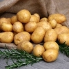 Latona potato